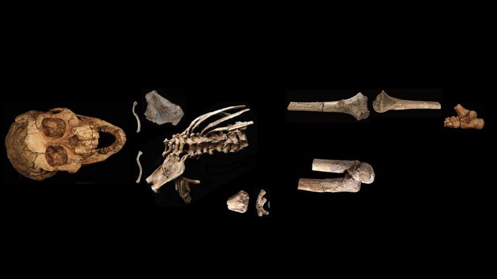 Lucy The Human Chimp : Did Lucy Famed Human Ancestor Die After Falling